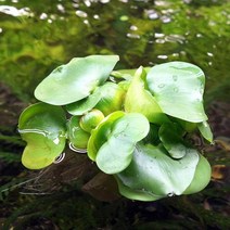 [바보사랑] 부레옥잠 3뿌리 (부상수초) - (치어은신처 수반), 상세 설명 참조