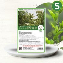 솔림텃밭몰 수목종자 산딸나무씨앗 30g 산딸나무종자 과수씨앗, 단품