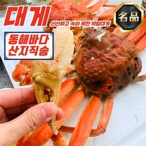 동해 준 박달대게 5미 소짜 9-9.4cm (자숙) (1.6-1.8KG) 시세 완장 제철 홍게, 준박달대게5미소짜9-9.4cm(활)1.6-1.8kg