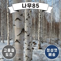 (나무85) 자작나무 실생2년 묘목 ( 2주묶음 ), 1.자작나무 실생2년 묘목 ( 5주묶음 )