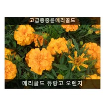 메리골드 듀랑고 오렌지(프렌치메리골드) 1000립/식용꽃씨/씨앗판매