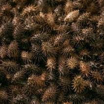 국산 도꼬마리(창이자) 600g 4개입 BOX/도꼬마리열매/창이자열매/독고마리 식품 > 건강식품 전통건강식품 기타전통건강식품/한방재료, 1″ class=”wr-img”></a></div></p></div></p></div></p></div><div class=
