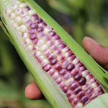 쫀득한 옥과농협 냉동 흑찰옥수수 16cm 이상, 3팩(9송이)
