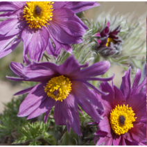 유럽 할미꽃 [4포트] 꽃색랜덤 (복남이네 야생화 모종 풀사틸라 pulsatilla 봄)