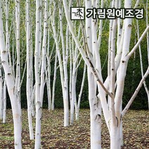 자작나무 백자작 조경수 가림원예조경, 잭큐몬티 자작나무 키100cm 4치장포트(10개세트), 1개