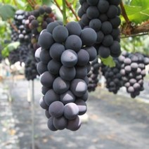 고당도 거봉 포도 영천 프리미엄 추석 제철 과일 선물세트, 1개, 고당도 거봉 500g(1송이)