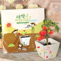 잇템 인테리어화분 키우기쉬운식물 식물재배 학습관찰용 세트 식물인테리어 화분 거실화분 인테리어화분, 굿º▶봉선화◁º짱