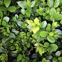 치자 포트묘 1개 치자 나무 식물 키우기 화분 조경수