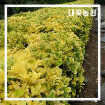 황금사철 키 60~70cm(분)
