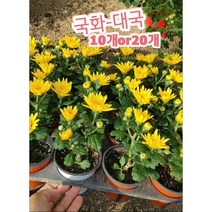 국화꽃-대국-10개or20개/국화의 여왕인 대국은 신비로운 꽃잎, 20개