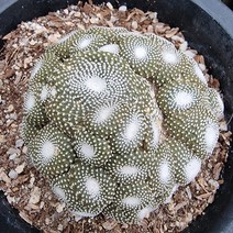 송로옥 꽃피는 선인장 다육식물 랜덤 81-3050, 단품, 1개
