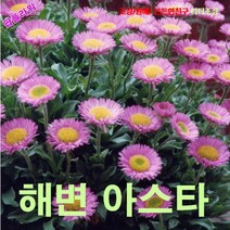 팝플라워 해변아스타 (Beach Aster) 씨앗 100립