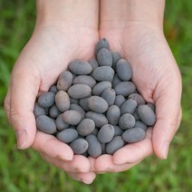 봉래 국산 연자육(연꽃씨) 200g/연씨/연밥/연씨앗/연꽃씨앗/연자/연근/연방 식품 > 신선식품 건과/견과류 견과류 기타견과류, 1, 200g” class=”wr-img”></a></div></div></div></div><div class=