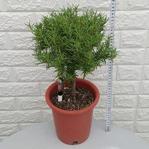 로즈마리 20 - 공기정화식물