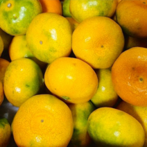 고당도 제주 하우스 감귤 로얄과, 5kg, 1개