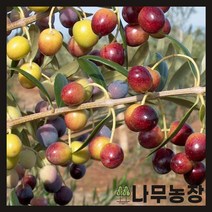 (나무농장) (평일당일발송) 올리브나무 포트