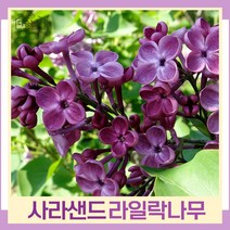 유럽라일락나무 묘목 사라샌드 접목1년생 뿌리묘 1개