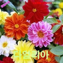 팝플라워 다알리아 미니겹꽃 씨앗 15립