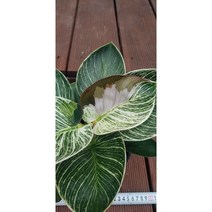 팅커벨 무늬레드 버킨콩고