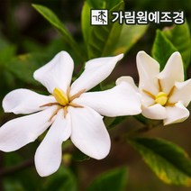 치자나무 가림원예조경, 열매치자 4치포트(2개세트)