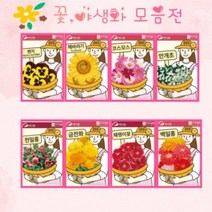 꽃 야생화 비올라 금계국 안개초 봉선화 패랭이꽃 코스모스 해바라기 꽃키우기, 12.일일초(퍼시피카) 20립