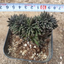 [수암다육] 사마로 철화 랜덤발송 Sinocrassula yunnanensis f. cristata 다육 다육이 다육식물 471