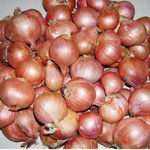 중국양파 모충 샬롯 채소 1KG, 1개