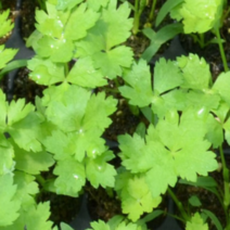 (GJ소망)파드득나물(개량 참나물)모종(20개)판매, 1세트