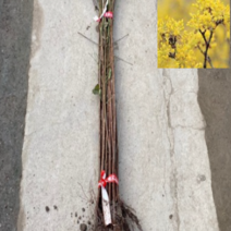 (G소망)산수유나무묘목(실생1년생) 20그루