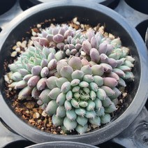 다육세상 다육이 룬데리, 1개