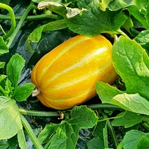 당도선별 성주 꿀 참외 못난이/가정용/선물용, 10. 성주 꿀 참외 5kg (선물용/15-20과)