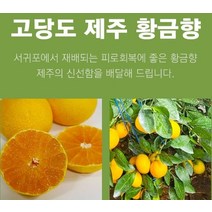 제주 황금향 선물용 2.5k 14-18과 성인병예방 수험생 비타민C 피로회복 명절 다이어트식단, 4.5k 19-25과