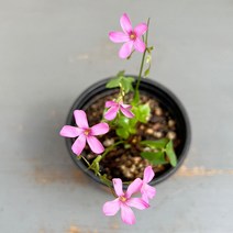 가꾸다 분재사랑초 목사랑초 참사랑초 흰꽃 분홍꽃, 분홍