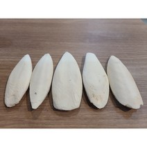 칼슘 갑오징어뼈 5p ( 앵무새 파충류 육지거북 등각류 천연칼슘제 )