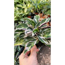 퓨전화이트 특 A 1판 신상품 랜덤 공기정화식물/미세먼지/공기정화효과 공기정화식물