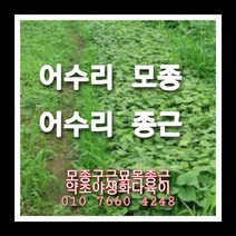 어수리 80주 어수리모종 어수리씨앗재배