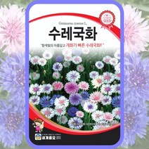 수레국화 2g/ 꽃씨 수레국화씨앗 국화씨앗 국화씨