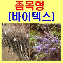 (D소망)바이텍스(좀목형)묘목(실생1년) 5그루