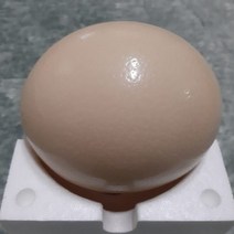 한길타조농장 건강 타조알 (소 중 대), 1.3kg, 1개, 중1.3~1.45kg 미만