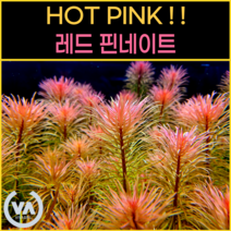 [비바소녀] 핑크핑크수초 판타날 레드 핀네이트(2촉/5촉) / 수초 레이아웃 초보수초 어항 잔디 새우 구피 미니어항 붉은수초, 2촉