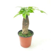 [M9AZ] 파키라(소) 실내공기정화식물 공기청 9990001EA, 쿠팡뽀 본상품선택