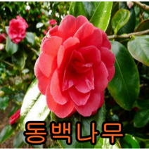 동백나무 키80cm개화주1포트