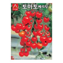 아시아종묘 토마토씨앗 베리킹 (50립)