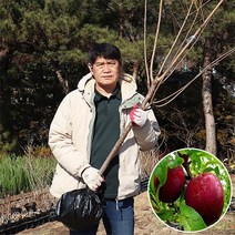 자두나무 묘목 결실주 3년생 호무샤 로얄대석 왕자두 바이오체리 추휘 과일나무키우기 원예 조경용 가드닝