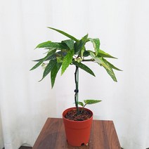 하늘꽃농원 타마야 베고니아 외목대, 1개
