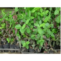 노랑 줄사철 x 10포트 생울타리 노지월동 정원수 조경수 상록수 봄 여름 꽃 나무 묘목 (DU)