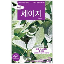 세이지씨앗 50립 허브씨앗 (C0213)