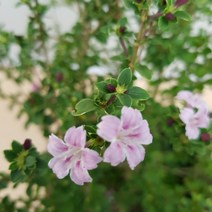 [용이네 화원] 핑크색 꽃이 피는 어여쁜 단정화 170 농원