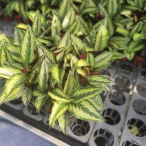식물 공장 5개 식물도매 대량구매 칼라데아뷰티풀스타 수입식물 소품 공기정화식물 반려식물 관엽식물 59
