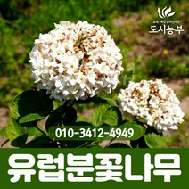 유럽분꽃나무 H1.7~1.8 (개화주) 나무 묘목 도시농부 원조